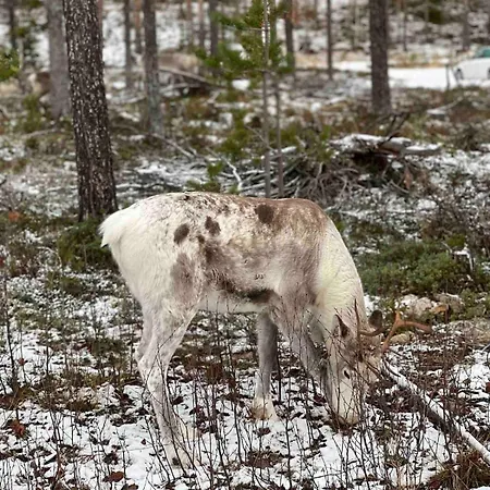 Wallaton, Aekaeslompolo, Yllaes Äkäslompolo
